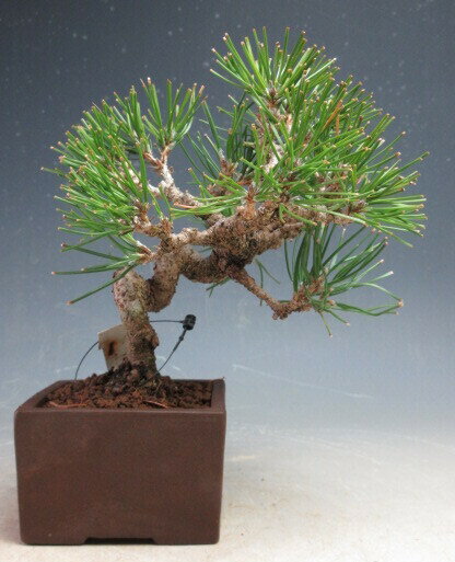 盆栽 黒松【現品】