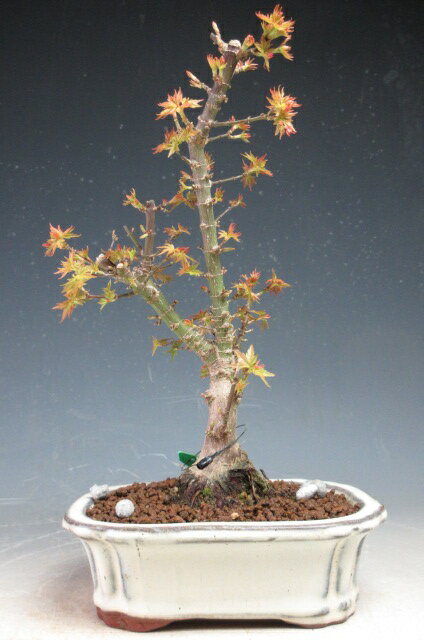 盆栽　八房もみじ（琴姫）【現品】