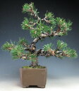 盆栽 八房 寿黒松(千寿丸)【現品】