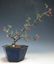 盆栽 花芽付き!四季咲き赤花長寿梅のミニ盆栽【現品】2025春開花中