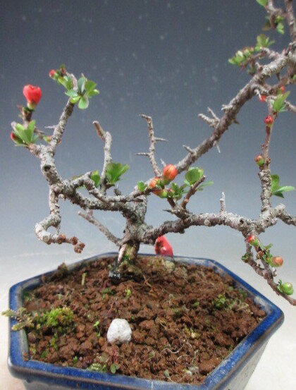 盆栽 花芽付き!四季咲き赤花長寿梅のミニ盆栽【現品】2025春開花中