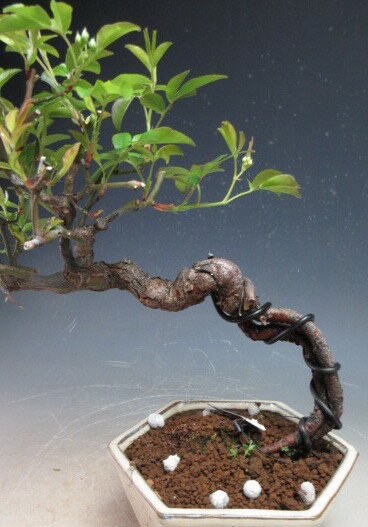 �ߺϡ����֥�å����Х�ʺ��夬��ˤ�ȭ�����ڸ��ʡ�