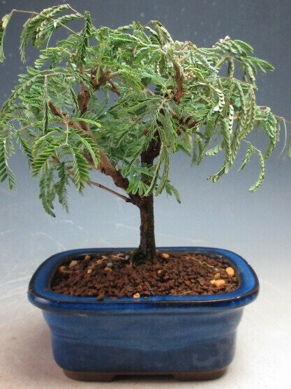 盆栽　花芽付き！緋ネムの鉢植え　2025開花中【現品】