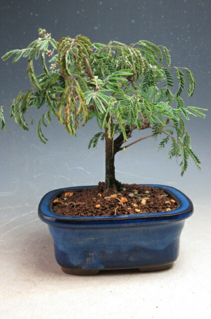 盆栽　花芽付き！緋ネムの鉢植え　2025開花中【現品】 2