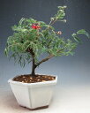 盆栽 花芽付き!緋ネムの鉢植え 2025開花中【沖縄・北海道・離島発送不可】