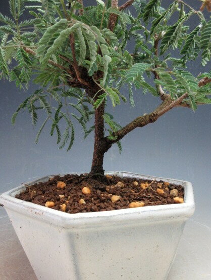 �ߺϡ���ͥ��ȭ������2026��ơ�����ͽ��ڲ��졦�̳�ƻ��Υ��ȯ���Բġ�