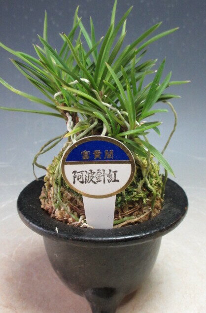 風貴蘭（阿波針紅）の鉢植え【陶器　風蘭鉢入り】【現品】