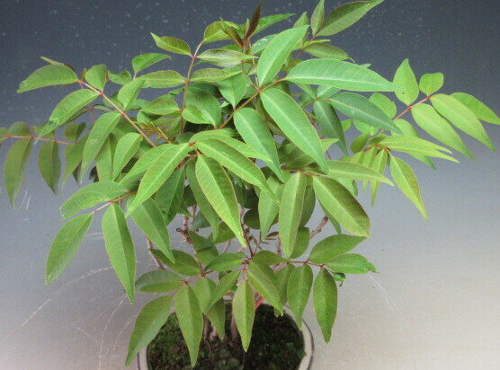 盆栽　ハゼの寄せ植え盆栽【現品】