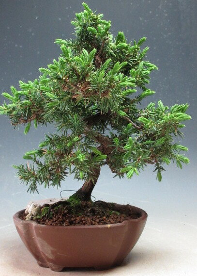 楽天市場】杜松(盆栽|花・観葉植物):花・ガーデン・DIYの通販 楽天市場】杜松(盆栽|花・観葉植物):花・ガーデン・DIYの通販