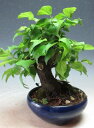 【アウトレット】梅盆栽 一重野梅(神付き)【現品】