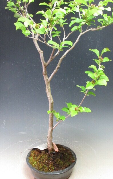 �ʥĥĥХ������ԥ󥯡ˤ��ߺϡ��ڸ��ʡۡ��̳�ƻ�����졦Υ��ȯ���Բġ����պѤ�