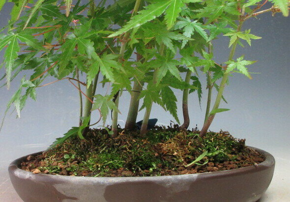 盆栽　山もみじの寄せ植え【現品】【北海道・沖縄・離島発送不可】