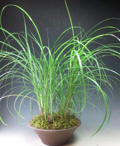 グラス　ススキ根付き鉢植え 楽天市場】ススキ（鉢花｜花・観葉植物）：花・ガーデン・DIYの通販