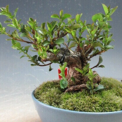 盆栽　四季咲き赤花長寿梅の盆栽（太幹）【現品】