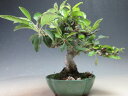 実付き!姫りんご(紅乙女)の鉢植え盆栽【現品】