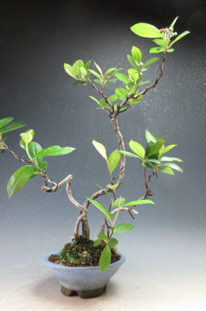 盆栽　実付き！西洋カマツカ【現品】