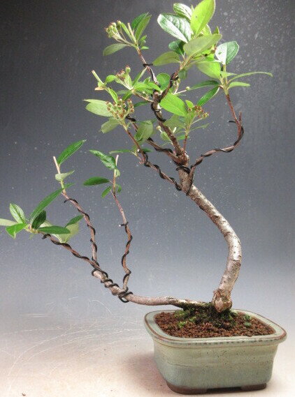 盆栽 　実付き！西洋カマツカの盆栽【現品】