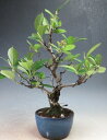 盆栽 実付き!西洋カマツカのミニ盆栽【現品】