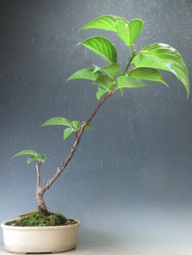 キブシ、小品盆栽。 楽天市場】キブシ（盆栽｜花・観葉植物）：花・ガーデン・DIYの通販