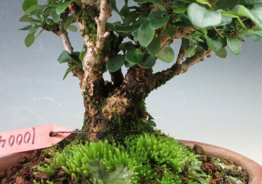 盆栽　メギ【現品】