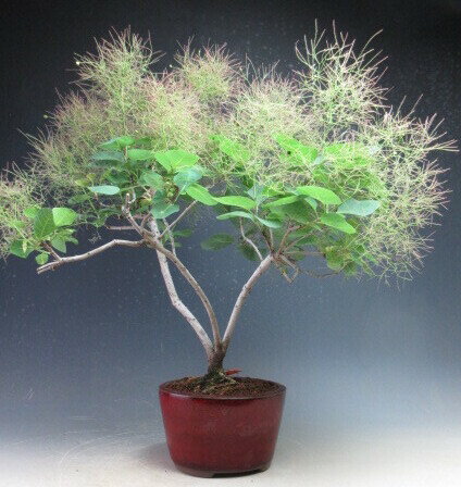 盆栽　スモークツリー（レッド）の鉢植え【現品】開花終了
