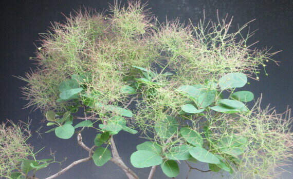 盆栽　スモークツリー（レッド）の鉢植え【現品】開花終了