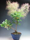 盆栽 スモークツリー(レッド)の鉢植え【現品】