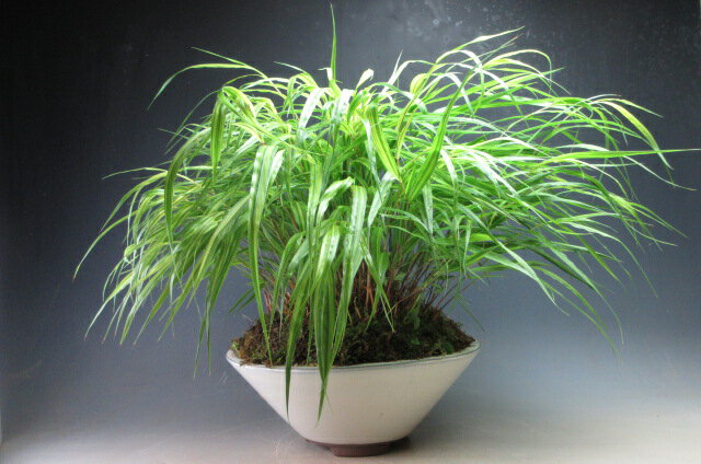 山野草　斑入り風知草の鉢植え盆栽（大）白鉢