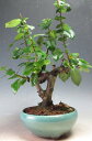 盆栽 ボケ(長寿楽)の鉢植え 【現品】2026早春開花予定