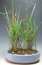 山野草 紅チガヤ(小判鉢)の鉢植え【現品】
