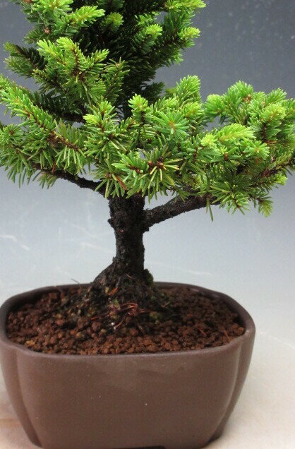 盆栽　エゾマツ/蝦夷松（白芽八房）【現品】