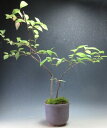 夏~秋の山野草 ズイナの鉢植え【現品】