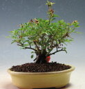 盆栽 バラ 雅バラの鉢植え【現品】