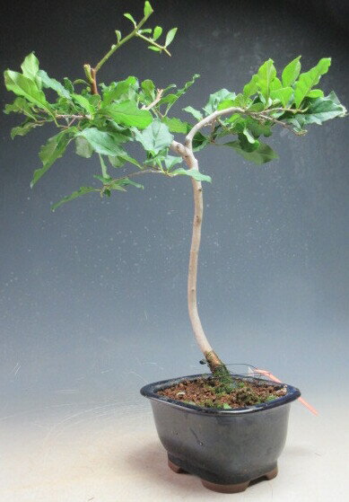 ߺϤŹ⥢㤨ߺϡϷʥ䥬ˡͺڡڡˤߺϡڸʡۡפβǤʤ4,950ߤˤʤޤ