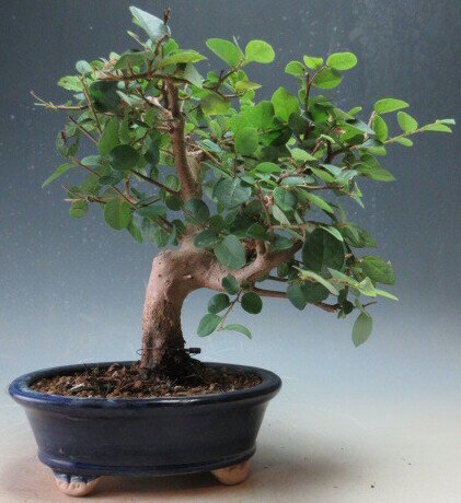 盆栽　白花トキワマンサク【現品】