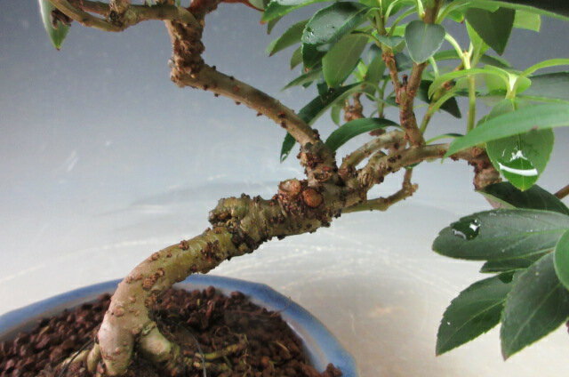 盆栽　花芽付き！レンギョウの鉢植え【現品】2026春開花予定