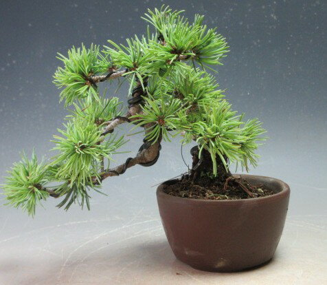 盆栽 松 福島五葉松の盆栽【現品】