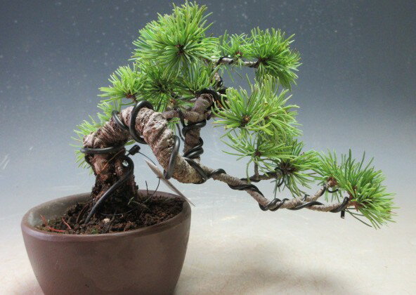 盆栽 松 福島五葉松の盆栽【現品】