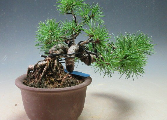 盆栽 松 福島五葉松の根上がりミニ盆栽【現品】