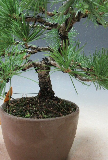 盆栽　松　福島五葉松のミニ盆栽【現品】