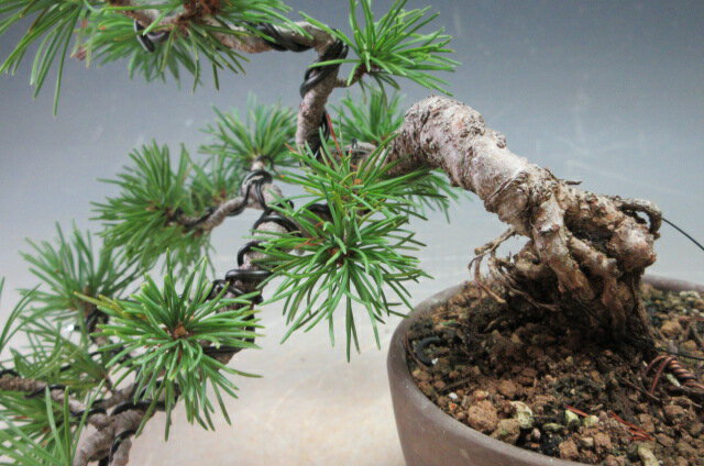 盆栽　松　福島五葉松の根上がりミニ盆栽【現品】