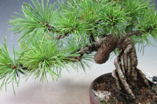 盆栽　松　福島五葉松のミニ盆栽【現品】