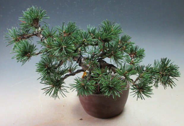 盆栽　松　福島五葉松のミニ盆栽【現品】