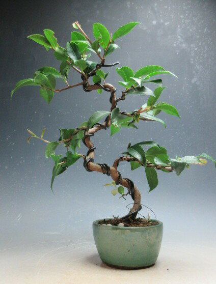 盆栽椿　花芽付！匂い椿/ニオイツバキ（品種不明　ピンク）の鉢植え盆栽【現品】2026早春開花予定