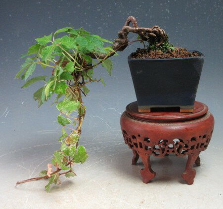 盆栽　ナツヅタ（根上がり）【現品】