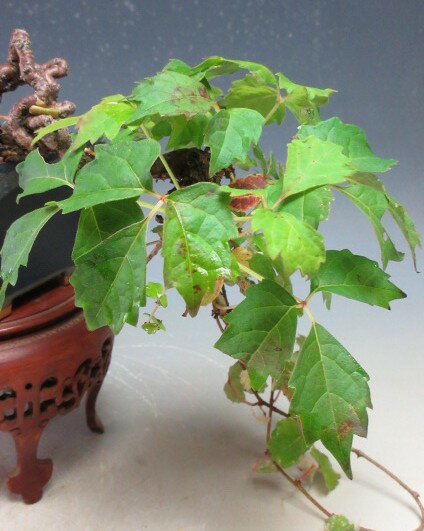 �ߺϡ��ʥĥť��ʺ��夬��ˡڸ��ʡ�