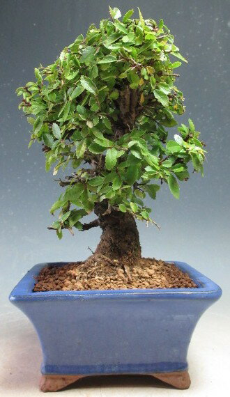 盆栽　ニレケヤキの鉢植え【現品】【北海道・沖縄・離島発送不可】