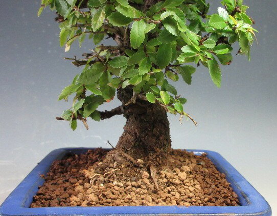 �ߺϡ��˥쥱�䥭��ȭ�����ڸ��ʡۡ��̳�ƻ�����졦Υ��ȯ���Բġ�