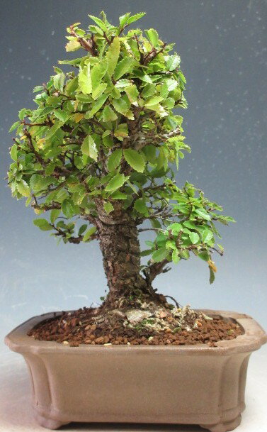 盆栽　ニレケヤキ/楡欅の鉢植え【現品】【北海道・沖縄・離島発送不可】