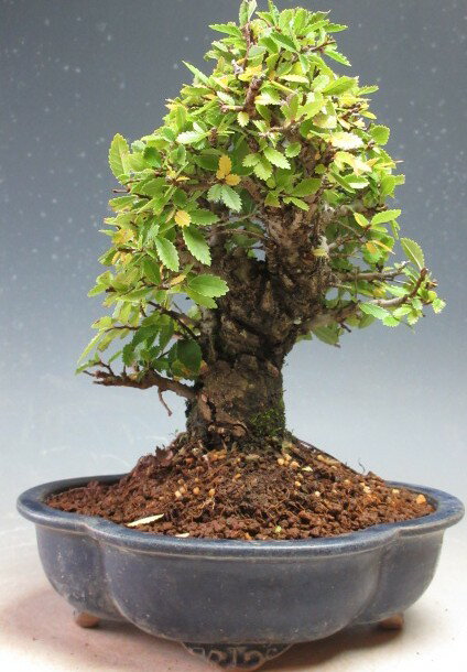 盆栽　ニレケヤキ/楡欅の鉢植え【現品】【沖縄・離島発送不可】